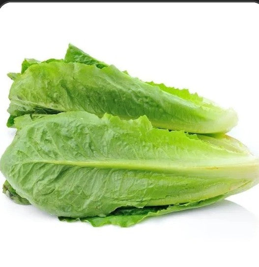 Romaine lettuce